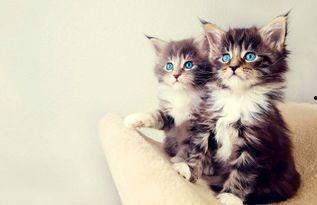 娱乐吃瓜酱小猫被薅起来